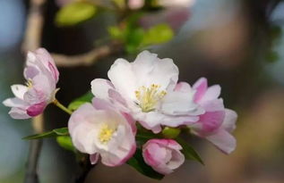 描寫海棠的詩句古詩