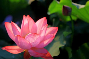 描寫(xiě)荷花的詩(shī)句古詩(shī)荷花的詩(shī)句,描寫(xiě)荷花荷葉的詩(shī)句古詩(shī),描寫(xiě)夏天荷花的詩(shī)句古詩(shī)