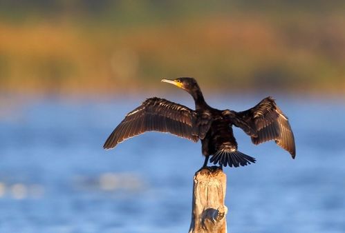 關于鸕鶿的詩句