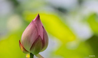 詩句,經(jīng)典