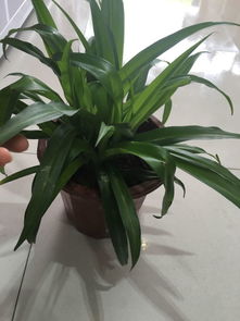 關(guān)于球蘭花的詩(shī)句