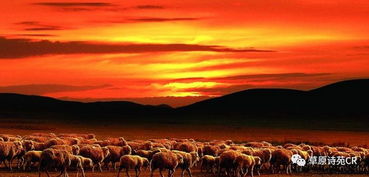 形容草原綠的詩(shī)句古詩(shī)詞