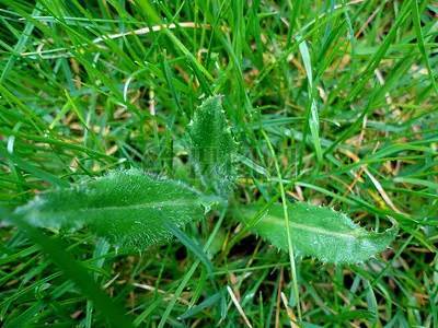 關(guān)于拔雜草的詩句