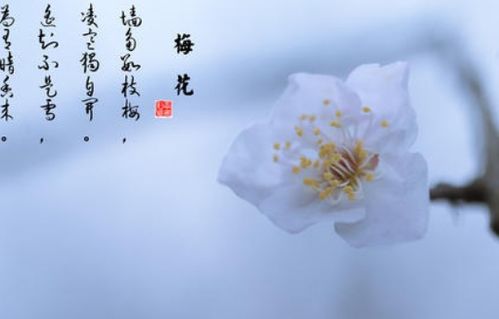 關(guān)于花的詩(shī)句古詩(shī)大全