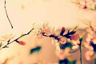 關(guān)于18歲的優(yōu)美詩句