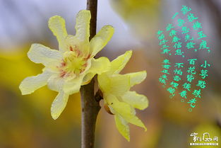 有哪些關(guān)于臘梅的詩(shī)句