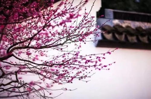 第一個字是春的詩句古詩