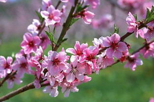 關于春色的詩句自己編寫