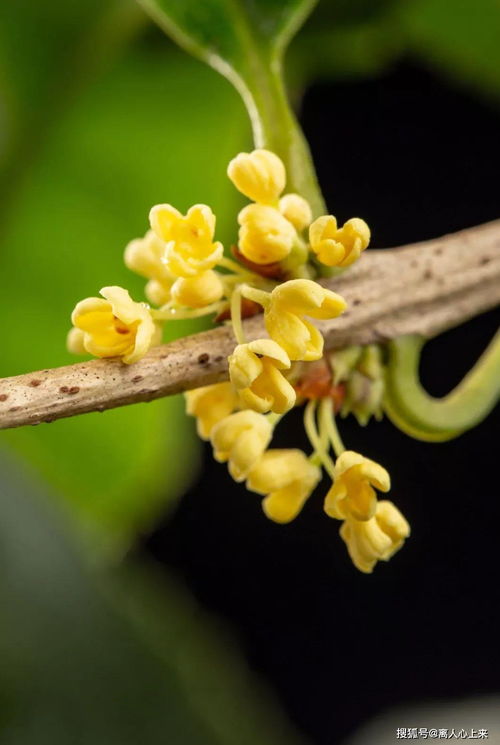 關(guān)于桂花好的古詩句