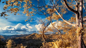 詩句,景物,森林