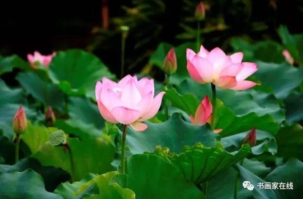 古詩,詩句,夏天