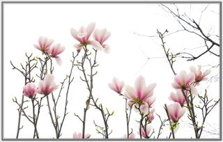 關(guān)于木蘭花詩(shī)句