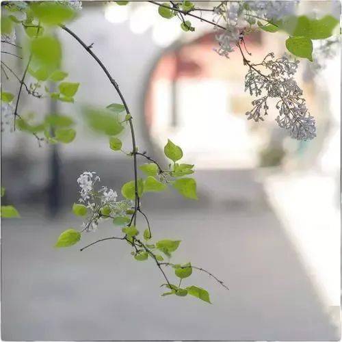 關于春風芬芳的詩句