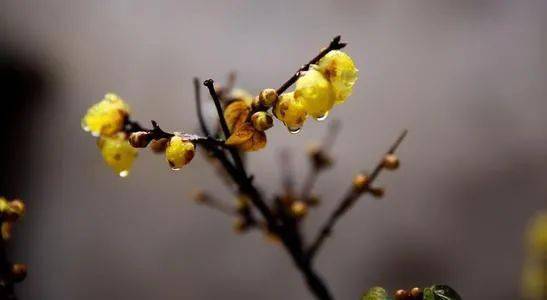 詩句,梅花,含有,優(yōu)美