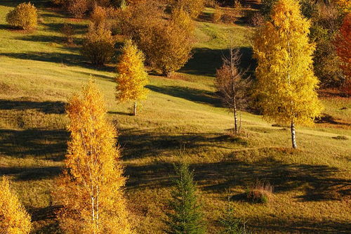 詩句,景色,冬季,有哪些
