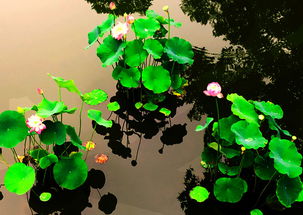 夏季雨的古詩(shī)句