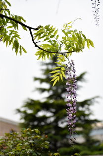 關于紫藤花美麗的詩句