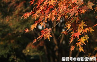 關(guān)于秋天豐收的詩(shī)句古詩(shī)