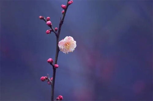 古詩(shī)中含花的詩(shī)句,古詩(shī)中的花詩(shī)句有哪些,關(guān)于花的唯美詩(shī)句古詩(shī)