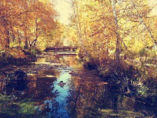 關于梧桐的詩句和理解