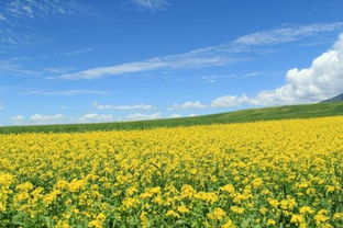 贊油菜花古詩句