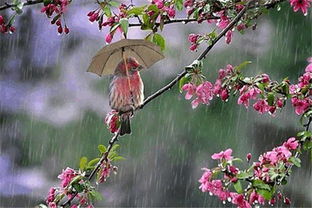 關(guān)于明雨的詩句