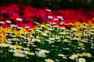 春風(fēng)春花春草春雨的詩(shī)句,描寫(xiě)春花春草春風(fēng)的詩(shī)句,描繪春花春草春風(fēng)春雨的詩(shī)句