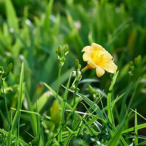 關(guān)于野草的詩句或文章