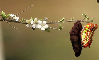 形容蝴蝶破繭成蝶的詩(shī)句,關(guān)于破繭成蝶的名言或詩(shī)句,關(guān)于破繭成蝶的唯美詩(shī)句