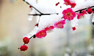 詩句,賞析,于梅