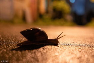 鼓勵的詩句古詩如《苔》