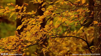 關(guān)于秋葉的傷感的詩(shī)句