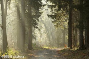 關(guān)于秋天花草樹木的詩句