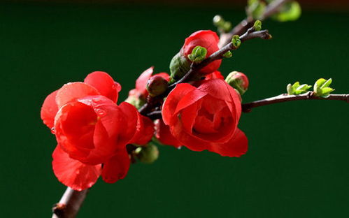 古詩(shī)文中贊頌花的品德的詩(shī)句有