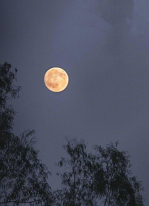 關(guān)于春天的月亮的詩(shī)句古詩(shī)大全