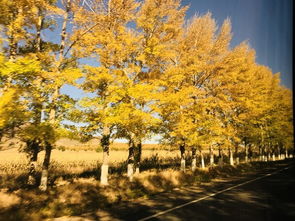草原秋天的詩句古詩
