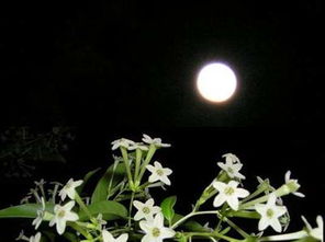 關(guān)于夜來(lái)香的詩(shī)句