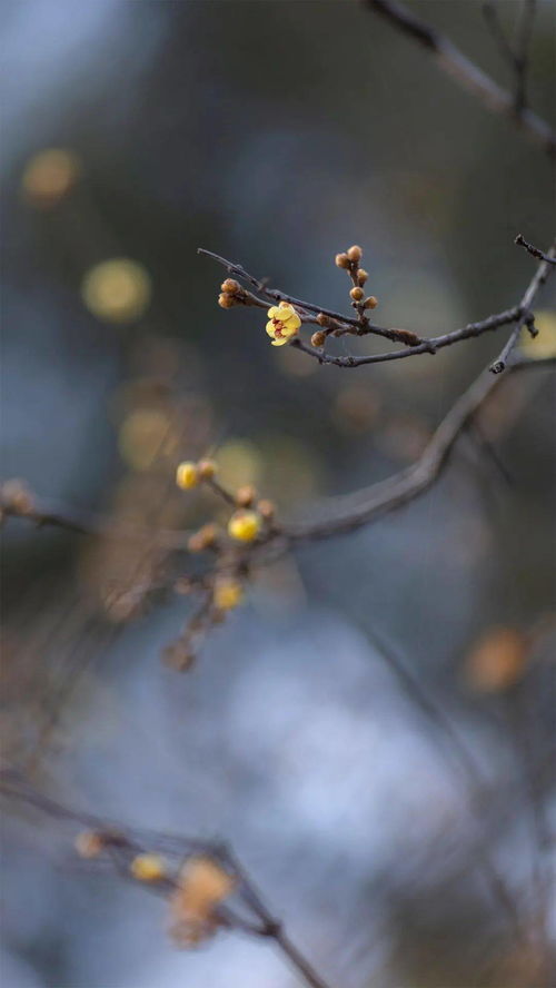 關(guān)于枝的詩(shī)句大全