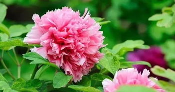 頌揚(yáng)牡丹的經(jīng)典古詩句