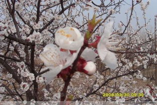 描寫(xiě)杏花的古詩(shī)句有哪些,小學(xué)生關(guān)于杏花的古詩(shī)句有哪些,關(guān)于杏花的古詩(shī)句有哪些