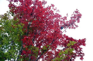 贊美紅楓的詩句古詩,關(guān)于紅楓的詩句,贊美紅楓的最佳詩句