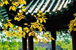 不覺初秋夜?jié)u長相對的古詩句