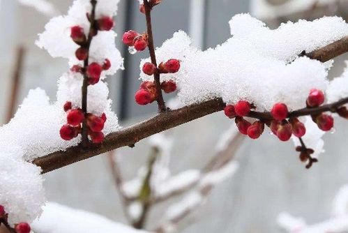 描寫竹子景物的詩句古詩