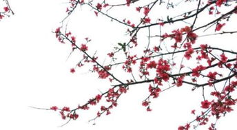 梅花的古詩(shī)詩(shī)句意思是什么