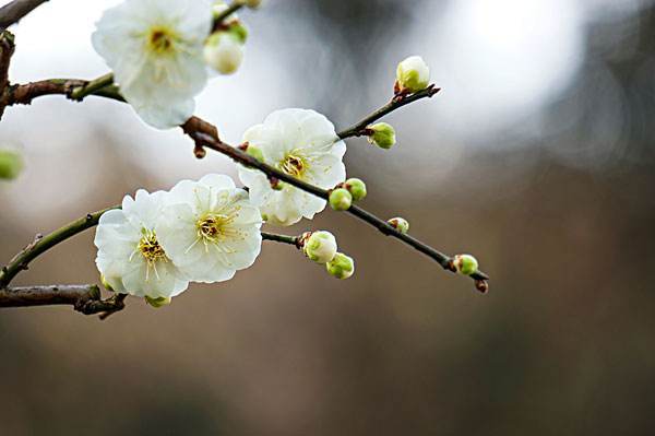 小學(xué)關(guān)于梅花的詩句古詩大全,關(guān)于春天梅花的詩句古詩大全,描寫梅花的詩句古詩大全