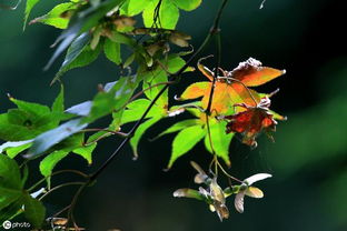 描寫秋天山的詩句古詩詞