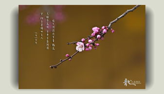 杏花的詩句古詩