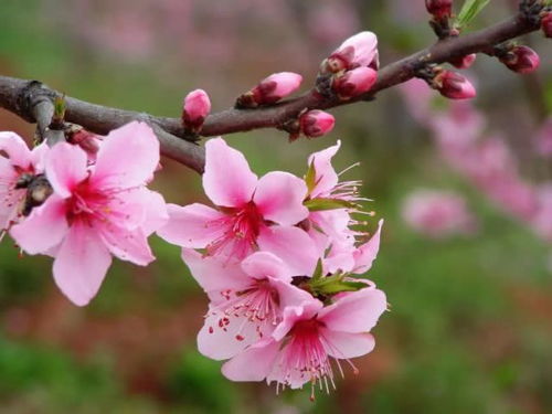 有什么,詩句,桃花