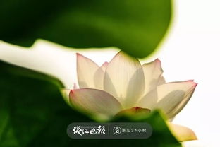 有關(guān)西湖荷花的詩句古詩大全