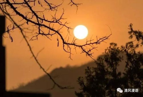 夕陽(yáng)落日枯樹(shù)古詩(shī)句